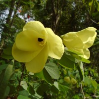 Bauhinia tomentosa L.